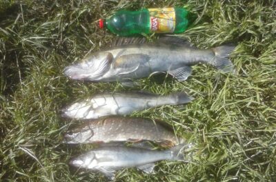 Pike perch ×3 — Veižas