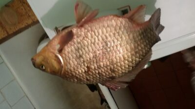 Crucian carp, 1.8 kg — Tūbausių I-asis