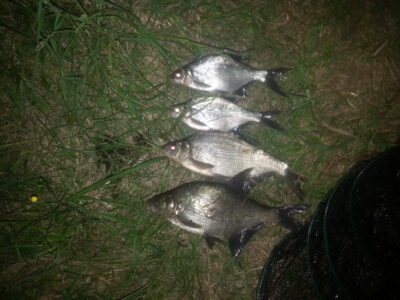 Carp bream ×4 — Ekrano gamyklos