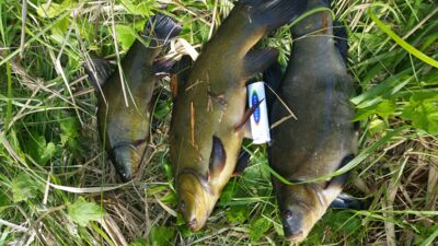 Tench — Žibartonių II-asis