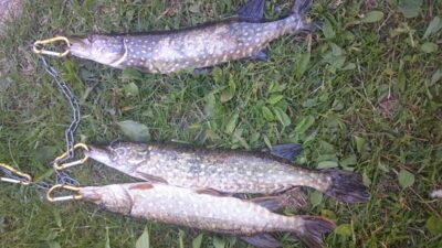 Northern Pike ×3 — Grabuostas