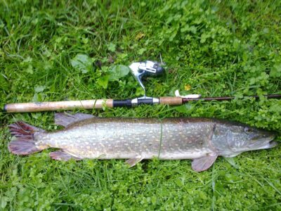 Northern Pike, 3.5 kg — Neman River