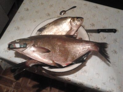 Carp bream ×4