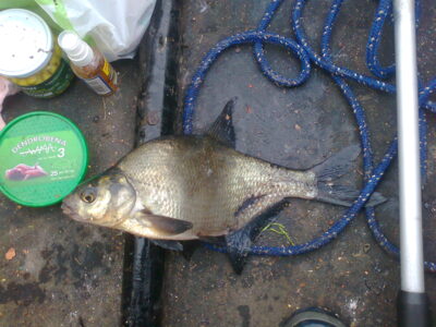 Carp bream, 0.4 kg — Ekrano gamyklos
