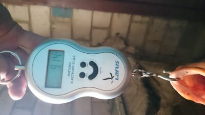 Carp, 9.1 kg