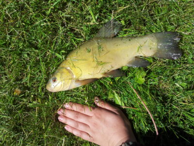 Tench — Skuodo