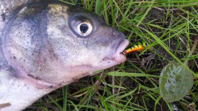 Carp bream, 1.2 kg — Neman River