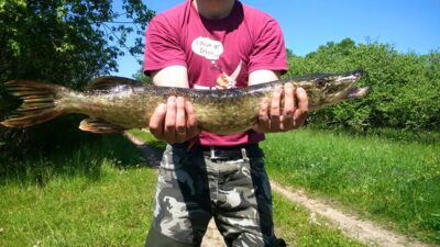 Northern Pike — Dysnai