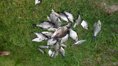 Carp bream — Čičirys