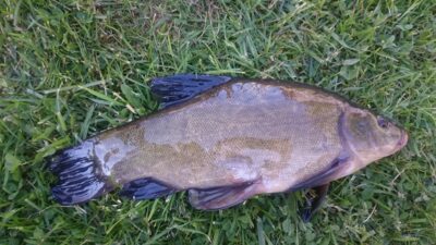 Tench