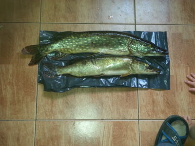 Northern Pike, 3.2 kg