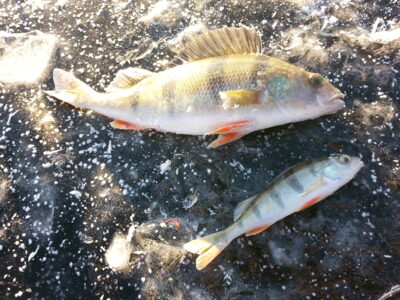 Eurasian perch, 0.3 kg — Baluošas