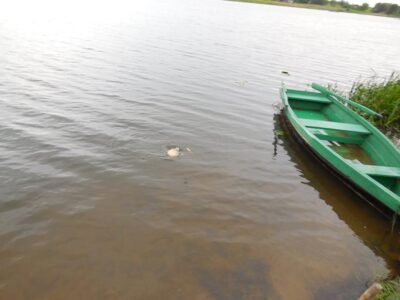 Crucian carp, 0.8 kg — Kalnijų
