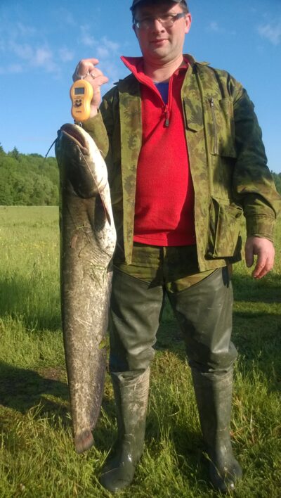 Wels catfish, 7.0 kg — Neman River