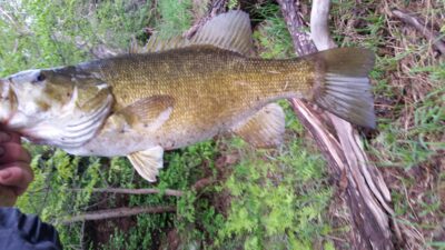 White bass, 1.5 kg