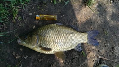 Crucian carp, 0.6 kg