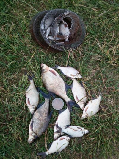Carp bream ×9 — Raudeniškių