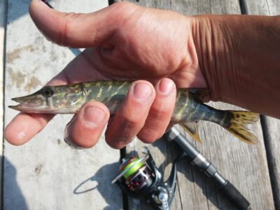 Northern Pike, 0.1 kg — Vosyliukų malūno
