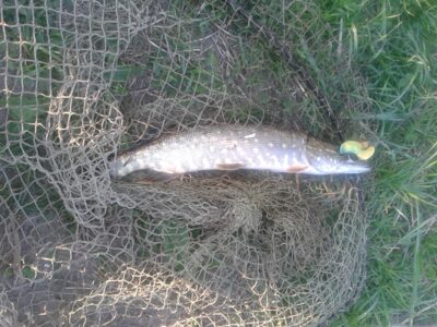 Northern Pike, 0.3 kg — Marijampolės II-asis