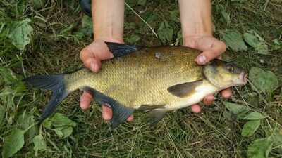 Carp bream, 1.1 kg — Sidabravo