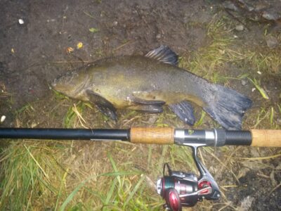 Tench, 1.3 kg