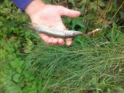 Northern Pike — Prabaudos
