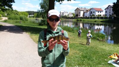 Eurasian perch, 0.7 kg