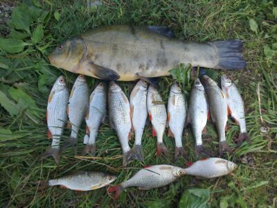 Tench, 1.5 kg — Laukžemių