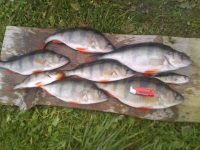 Eurasian perch ×7