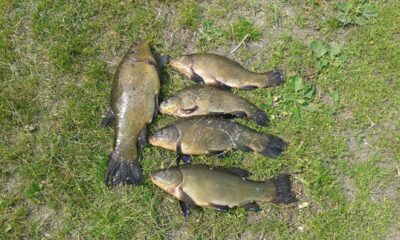 Tench ×5 — Čiaunas