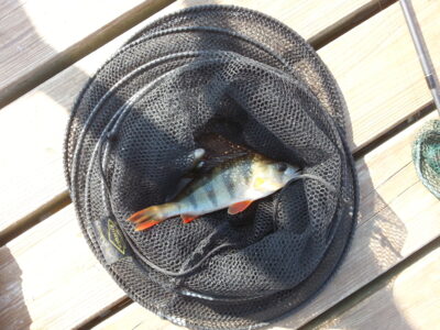 Eurasian perch, 0.2 kg — Šalčininkų II-asis