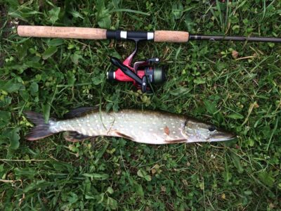 Northern Pike, 0.8 kg — Dubysa