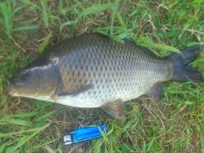 Carp, 0.7 kg — Ekrano gamyklos