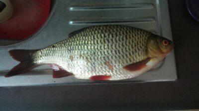 Rudd, 0.5 kg