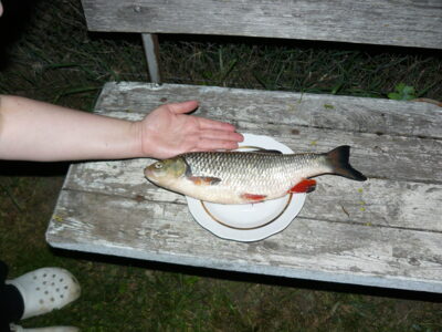 chub — Neman River