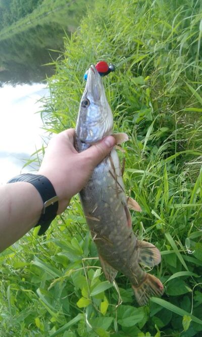 Northern Pike — Neman River