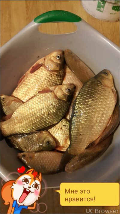 Crucian carp — Kuršių