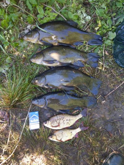 Tench ×4