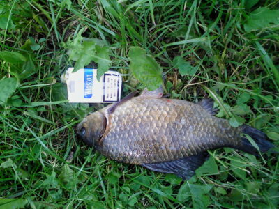 Crucian carp, 0.9 kg