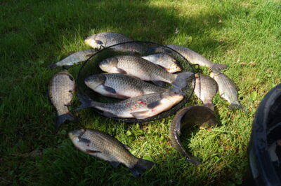 Prussian carp ×11 — Jiesia