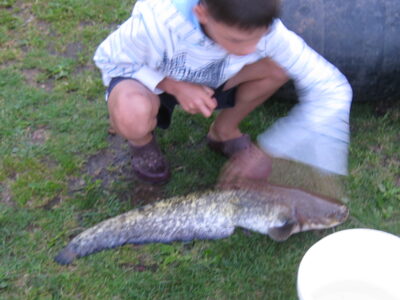 Wels catfish, 2.6 kg