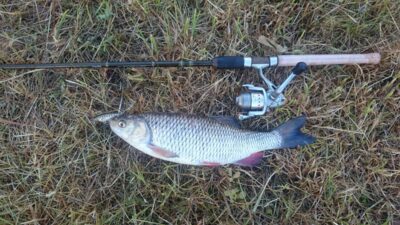 chub, 1.5 kg — Шешупе