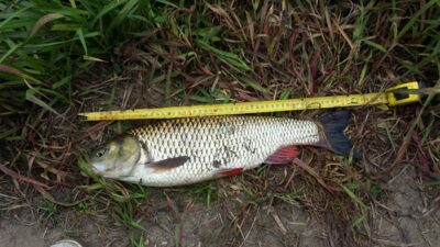 chub, 2.0 kg — Шешупе