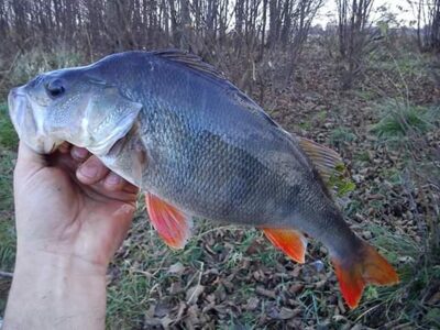 Eurasian perch, 0.8 kg