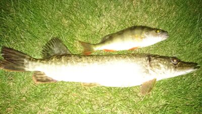 Northern Pike, 0.8 kg