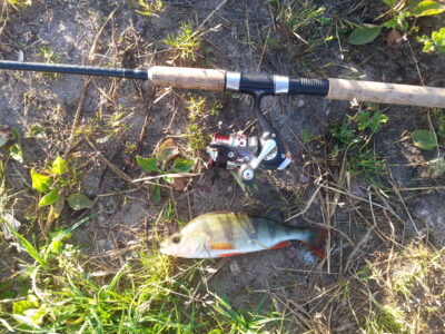 Eurasian perch, 0.3 kg — Šalčininkų II-asis
