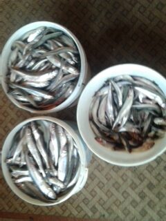 European smelt — Kuršių