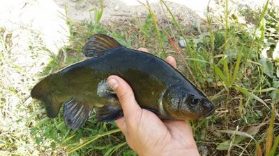 Tench — Liberiškio