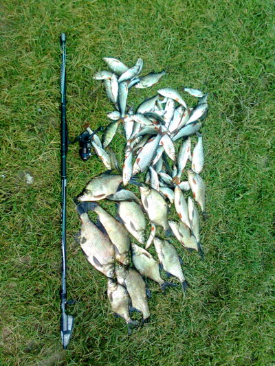 Carp bream, 6.0 kg — Čičirys
