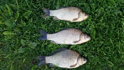 Prussian carp — Sidabravo